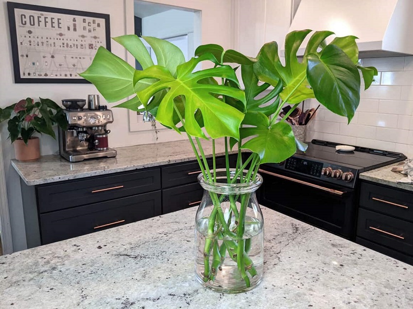 Does Monstera Grow Faster in Water