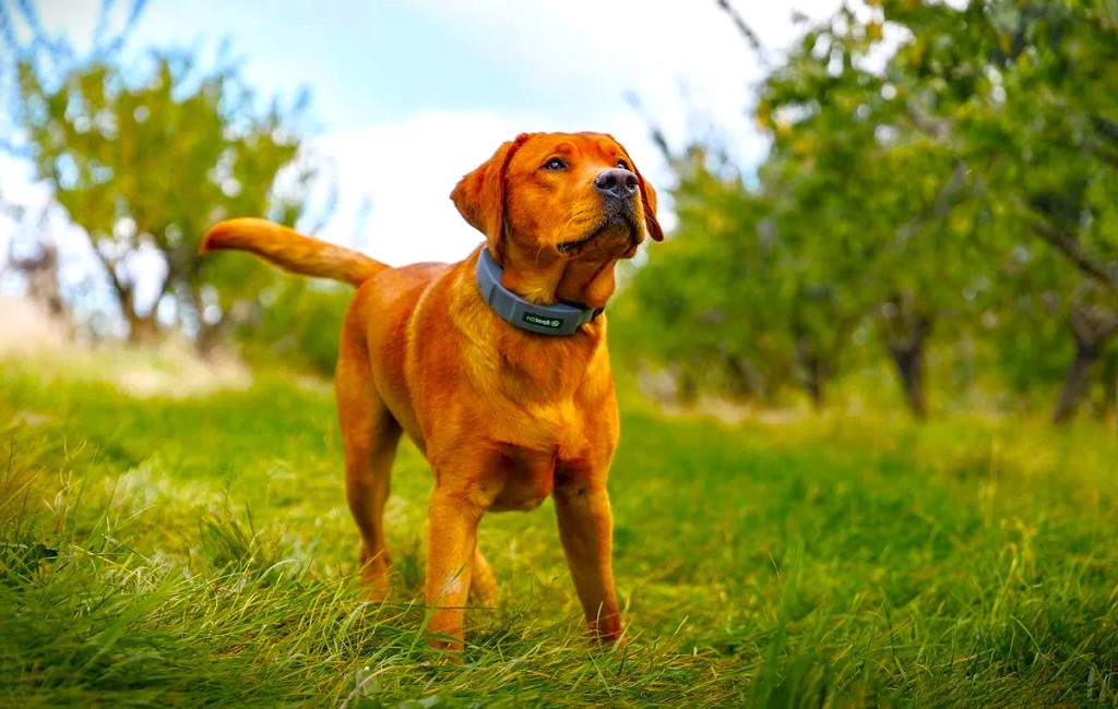 best electric fences for dogs