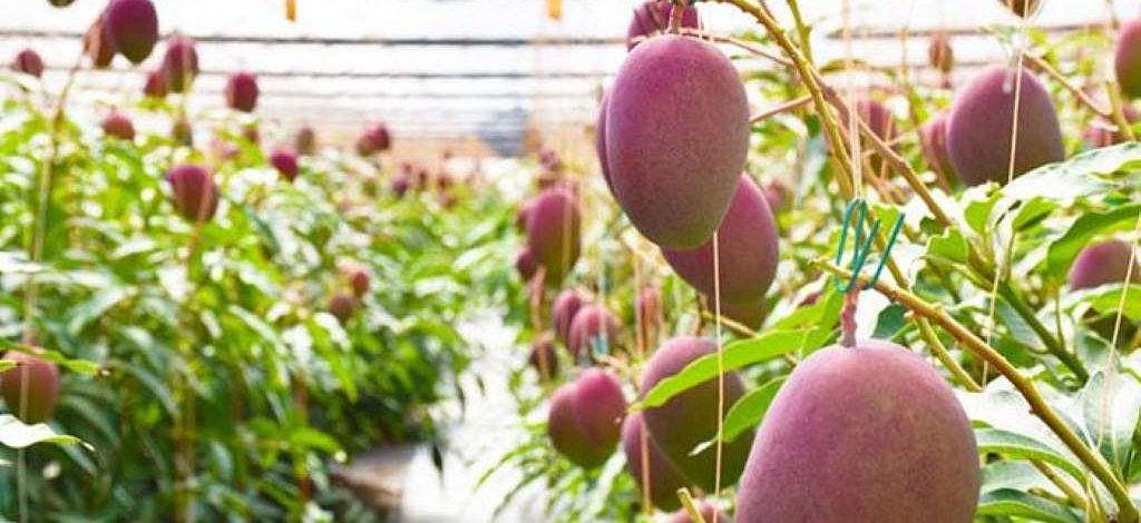 What is the world's most expensive mango Miyazaki