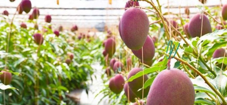 What is the world's most expensive mango Miyazaki