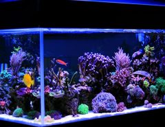 How do you design an aquarium?