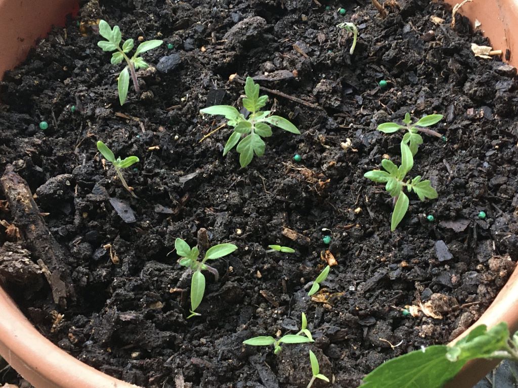 How to grow tomatoes from fresh seeds?