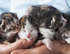 Can a kitten survive without its mother