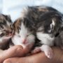 Can a kitten survive without its mother