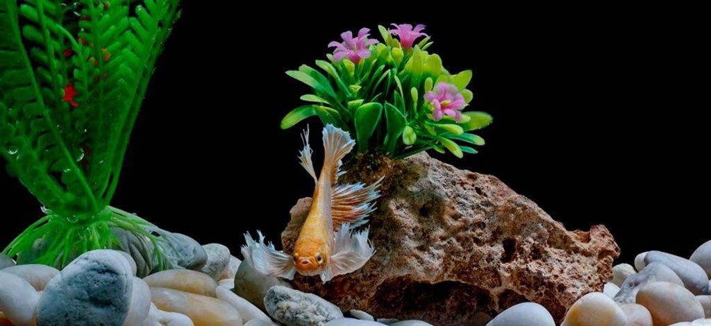 What are the best decorations for a fish tank?