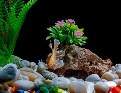 What are the best decorations for a fish tank?