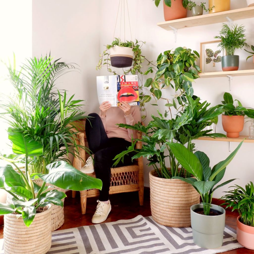 Air purifying plants for bedroom