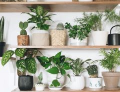 Air purifying indoor plants for living room