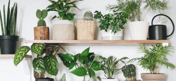 Air purifying indoor plants for living room