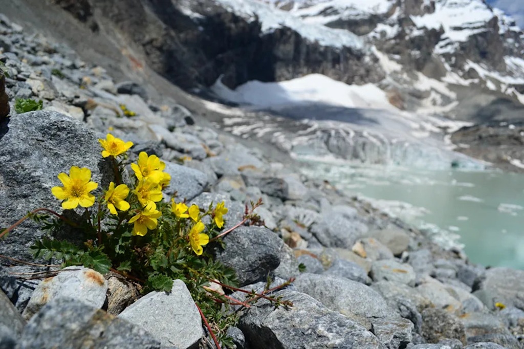 Germination Ecology of Endangered Alpine Plant Species