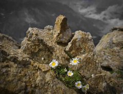 What are 2 ways that plants have adapted to life in Alpine?