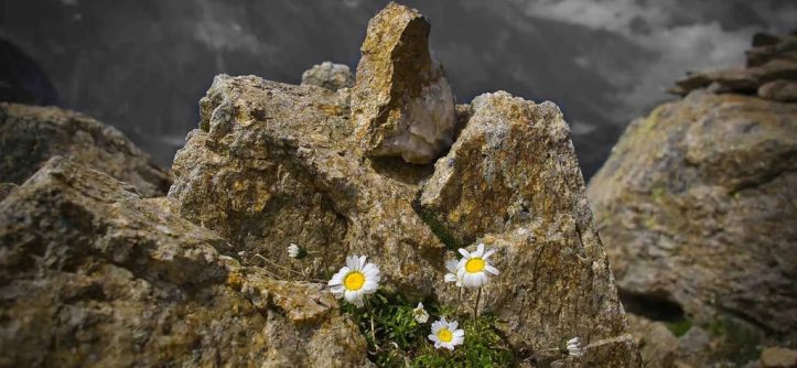 What are 2 ways that plants have adapted to life in Alpine?