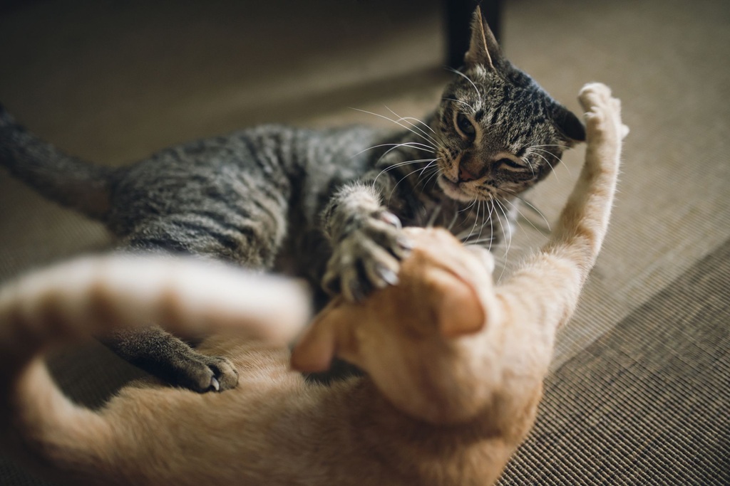 Reducing Inter-cat Aggression With Environmental Changes