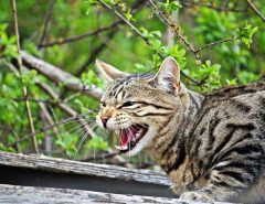 How to reduce territorial aggression in cats?