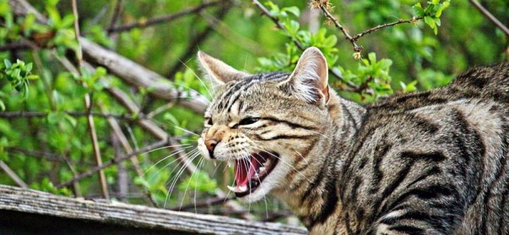 How to reduce territorial aggression in cats?