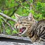 How to reduce territorial aggression in cats?