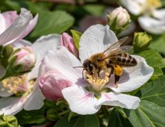 what kills bees instantly